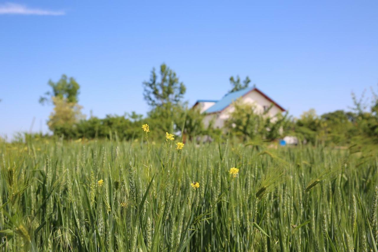 Pensiunea Palaghia Jurilovca Bagian luar foto